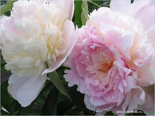 http://www.art.gardenia.ru/pions/pion10.jpg
