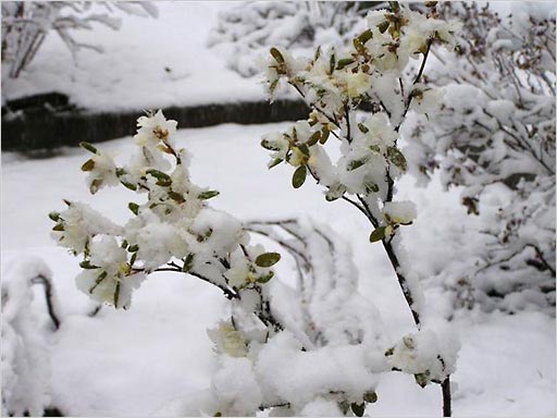 Цветы рододендрона в снегу