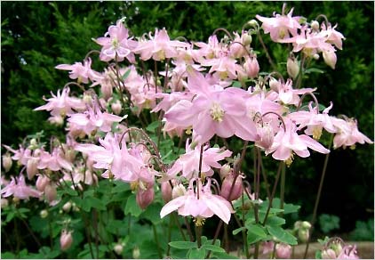 Аквилегия, или водосбор (Aquilegia)