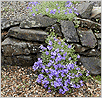   / Aubrieta Deltoidea Bougainvillei