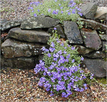   (Aubrieta Deltoidea Bougainvillei)