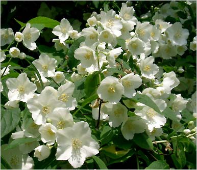 ,   (Philadelphus)