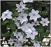  / Clematis