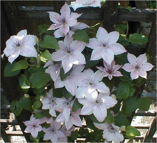  (Clematis)