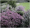  (Calluna vulgaris)   (Erica) 