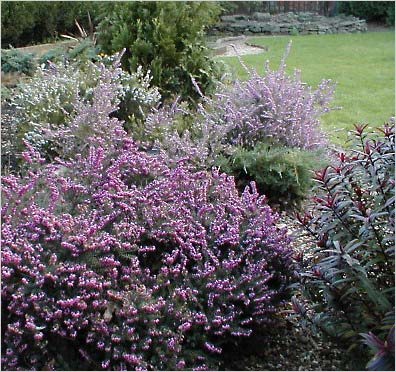 Верески (Calluna vulgaris) и эрики (Erica)