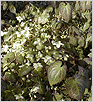  / Epimedium