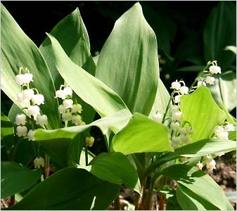   (Convallaria majalis)