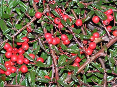   / Cotoneaster salicifolius