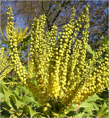   / Mahonia