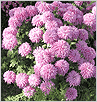   / Chrysantemum