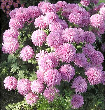   / Chrysanthemum