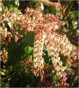  / Pieris japonica